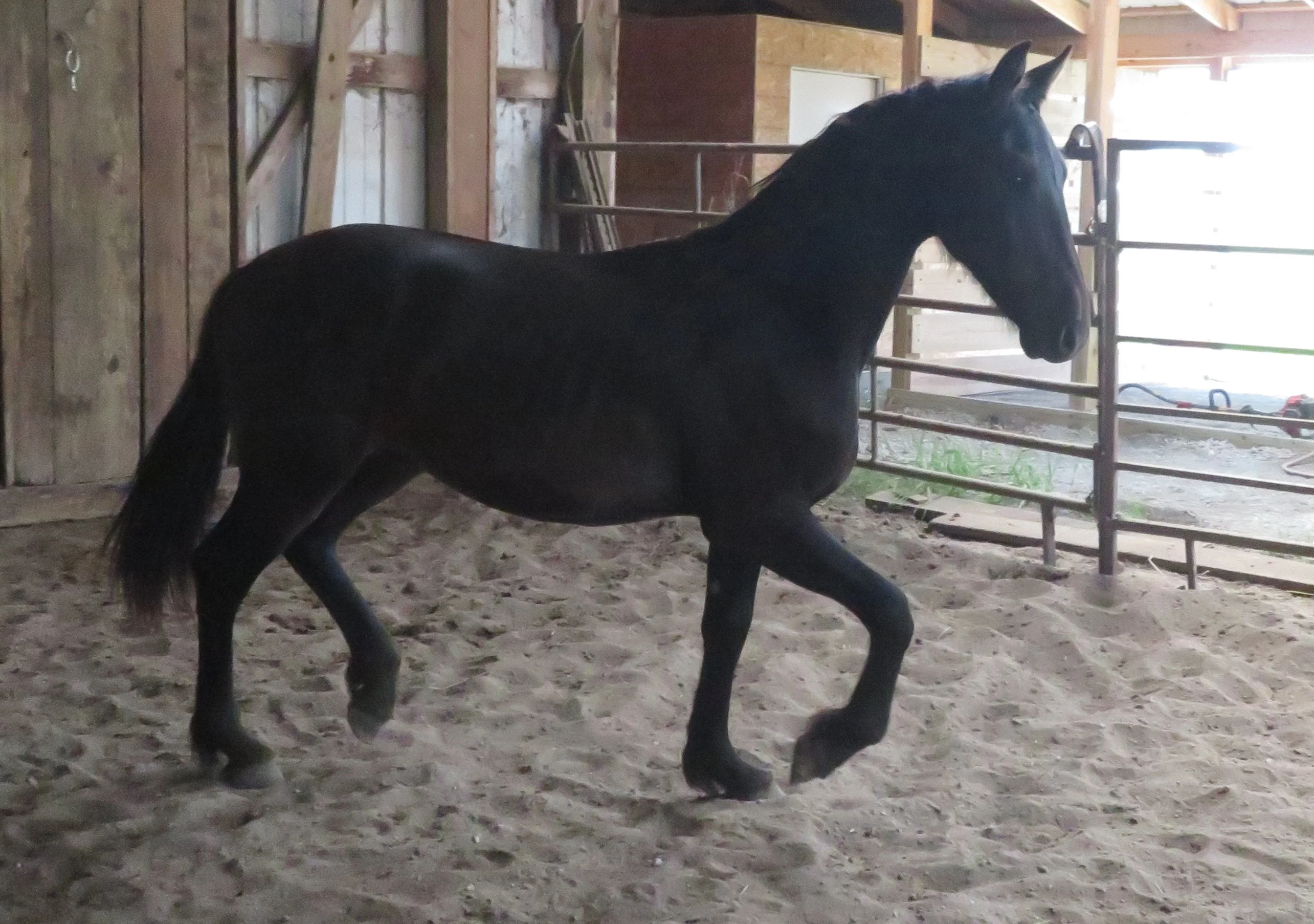 Ace Prancing