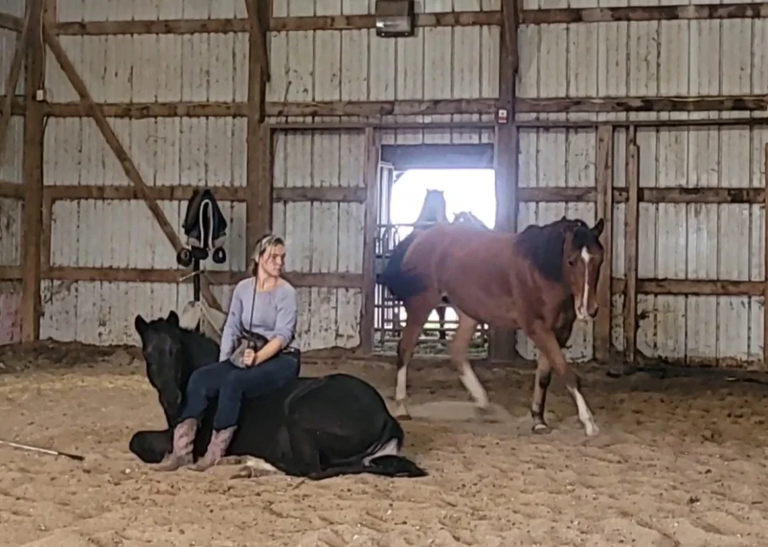 Horse at liberty with handler