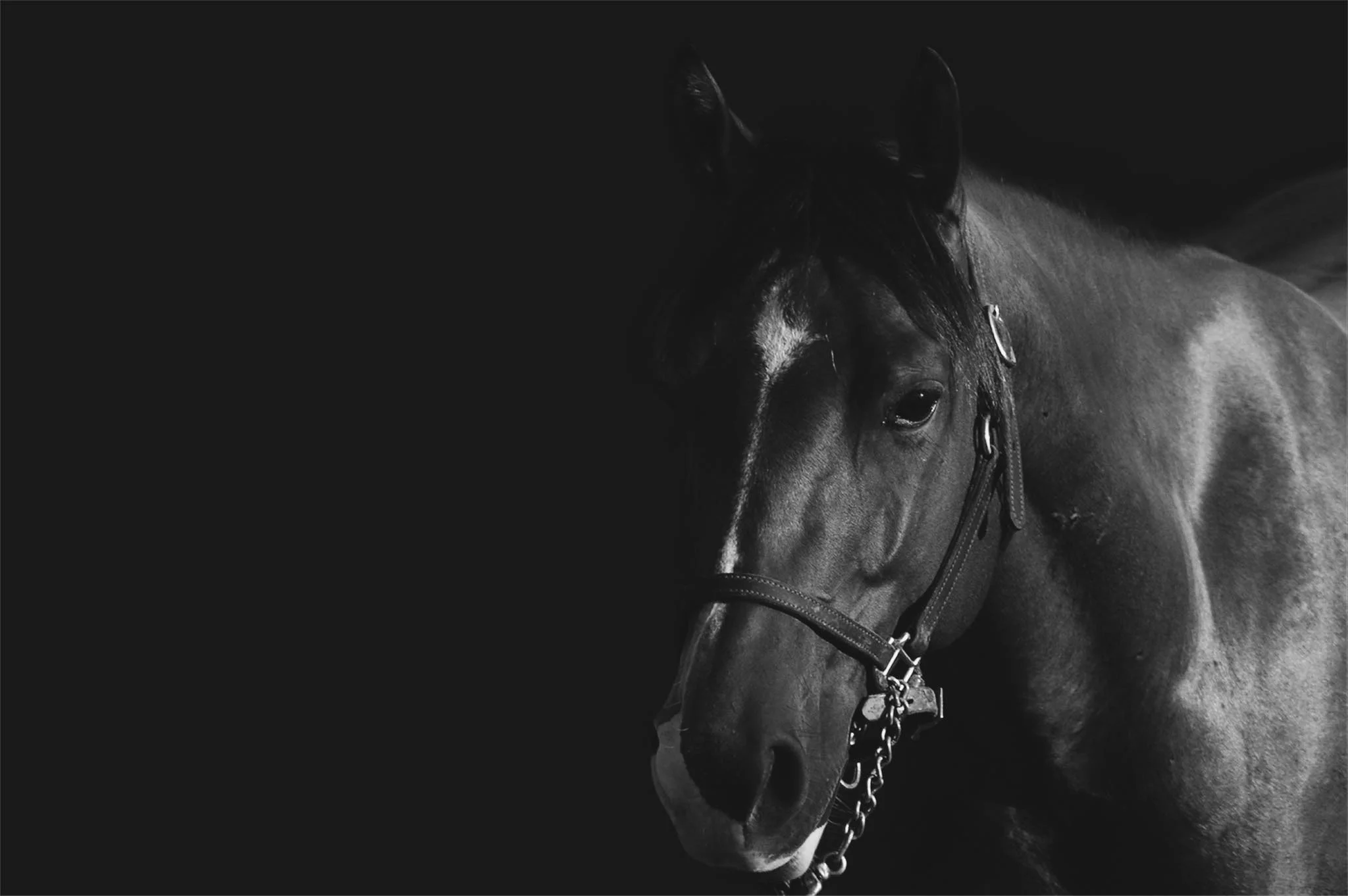 Southside Performance Horses — gallery