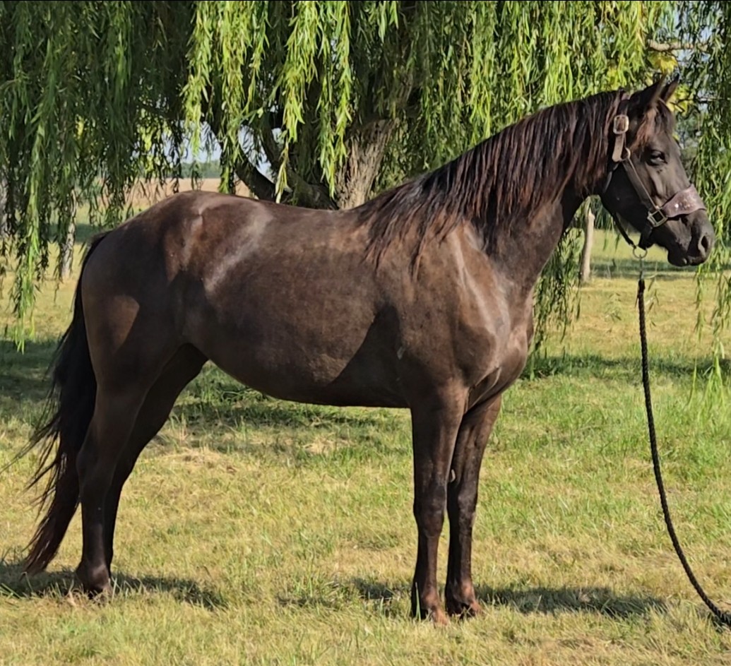 Sadie — 2020 Friesian × Appaloosa