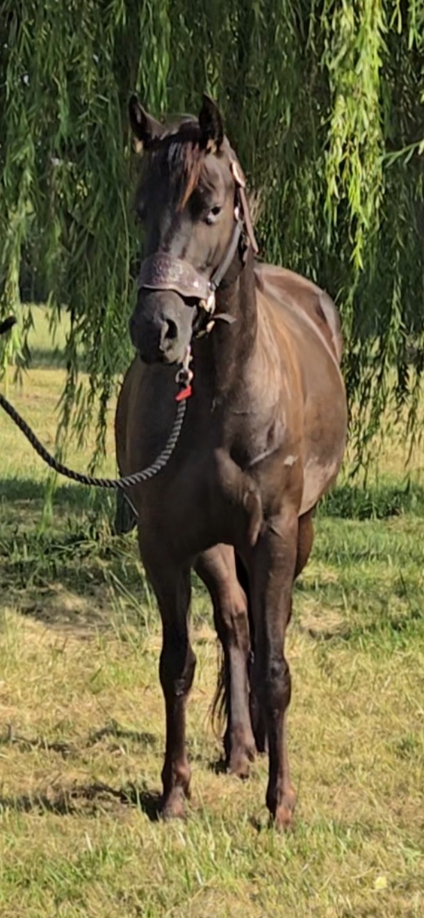Sadie conformation
