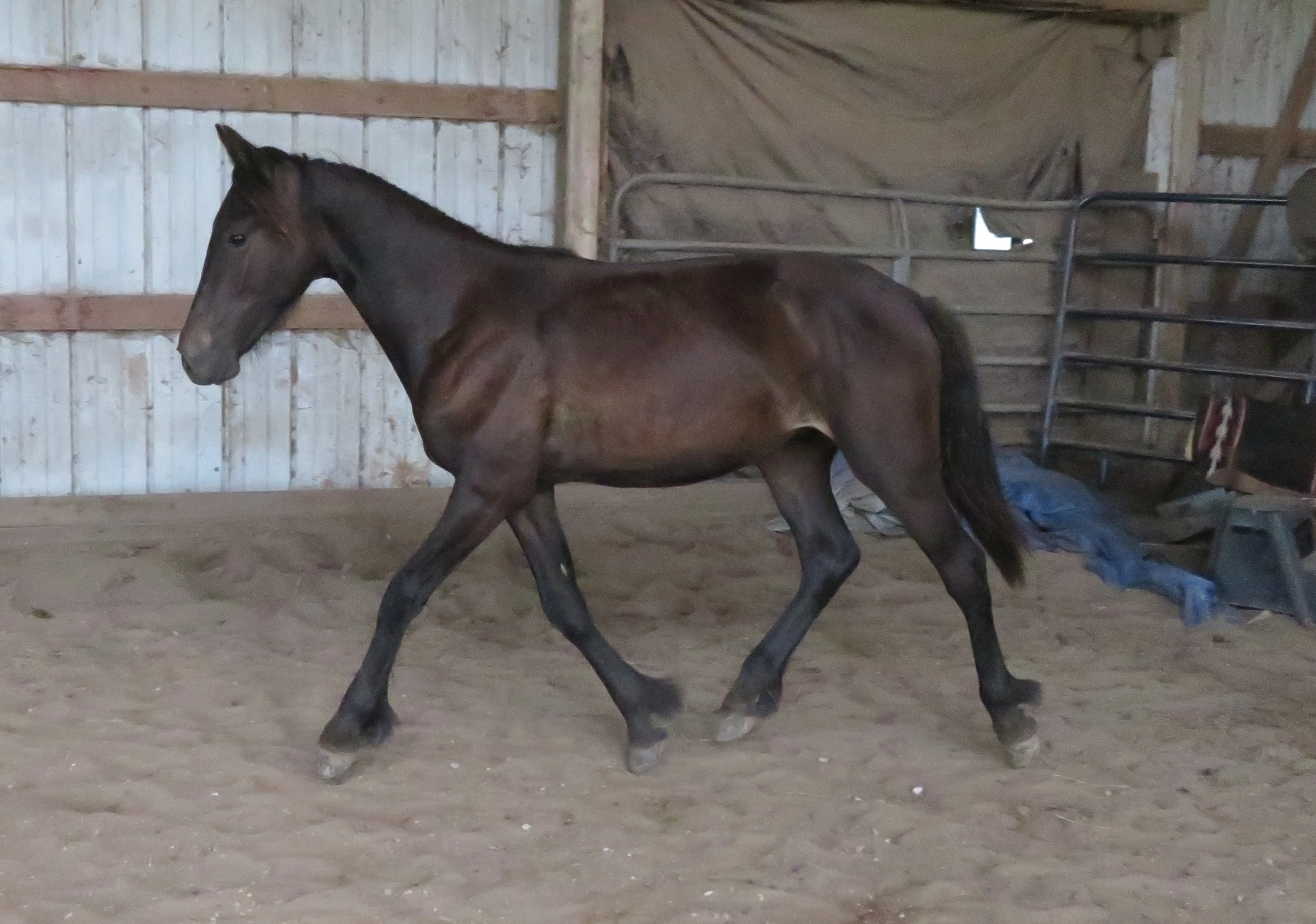 Apollo at the trot.
