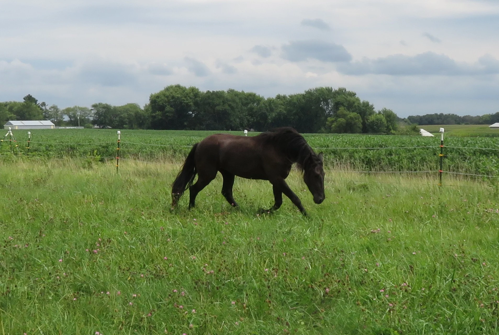 Horses offered for sale