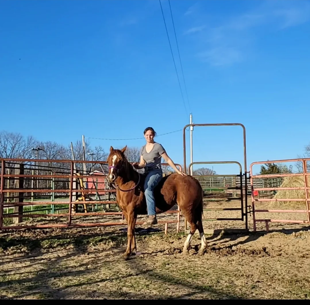Colt starting under saddle